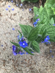 Pentaglottis sempervirens