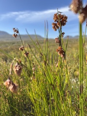 Staberoha distachyos