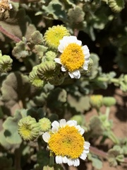 Perityle socorrosensis