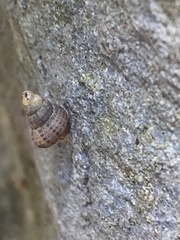 Chondropoma