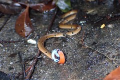 Calliophis maculiceps