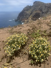 Perityle socorrosensis