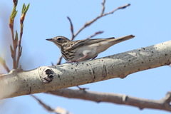 Anthus trivialis