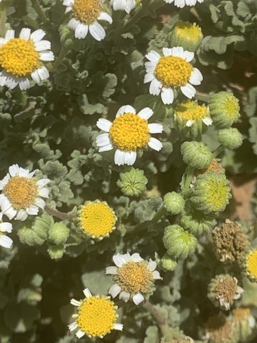 Perityle socorrosensis
