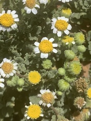 Perityle socorrosensis