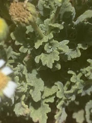 Perityle socorrosensis