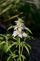 Monarda punctata punctata
