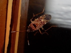 Elasmolomus lineosus