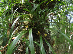 Maxillaria variabilis
