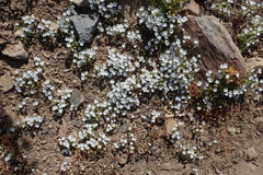 Nemophila menziesii integrifolia