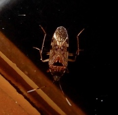 Elasmolomus lineosus