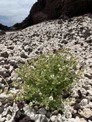 Perityle socorrosensis