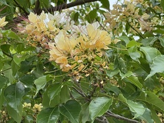 Crateva unilocularis