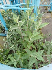 Buddleja davidii