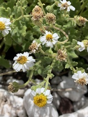 Perityle socorrosensis