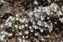 Nemophila menziesii integrifolia