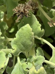 Perityle socorrosensis