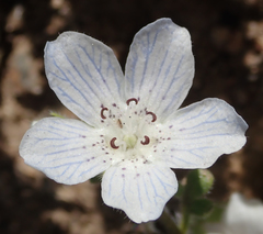 Nemophila menziesii integrifolia