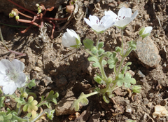 Nemophila menziesii integrifolia