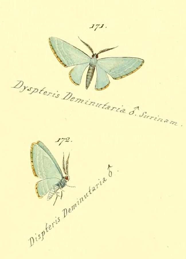 Dyspteris deminutaria