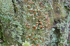 Cladonia incrassata image