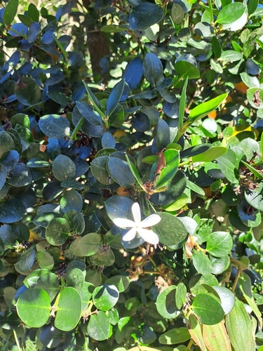 Carissa macrocarpa