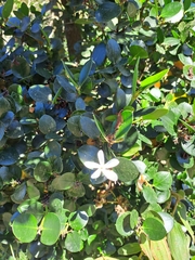 Natalpflaume (Carissa macrocarpa): Herkunft und Verwendung — Foto 2