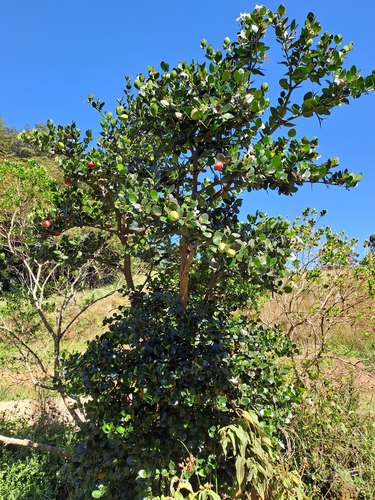 Carissa macrocarpa