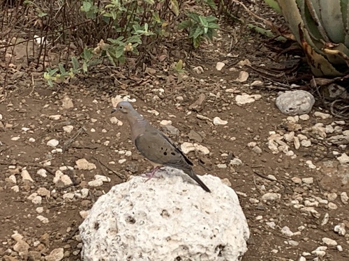 Clarión Mourning Dove