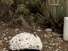 Zenaida macroura clarionensis