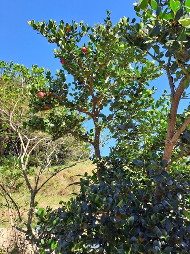 Carissa macrocarpa