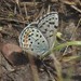 Square-spotted Blue - Photo (c) Mike Hansen, some rights reserved (CC BY-NC), uploaded by Mike Hansen