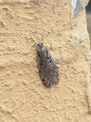 Semioscopis avellanella