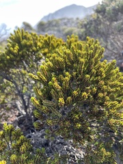 Erica coarctata
