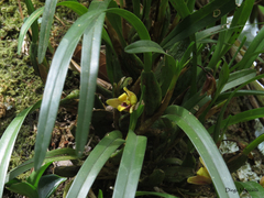 Maxillaria variabilis