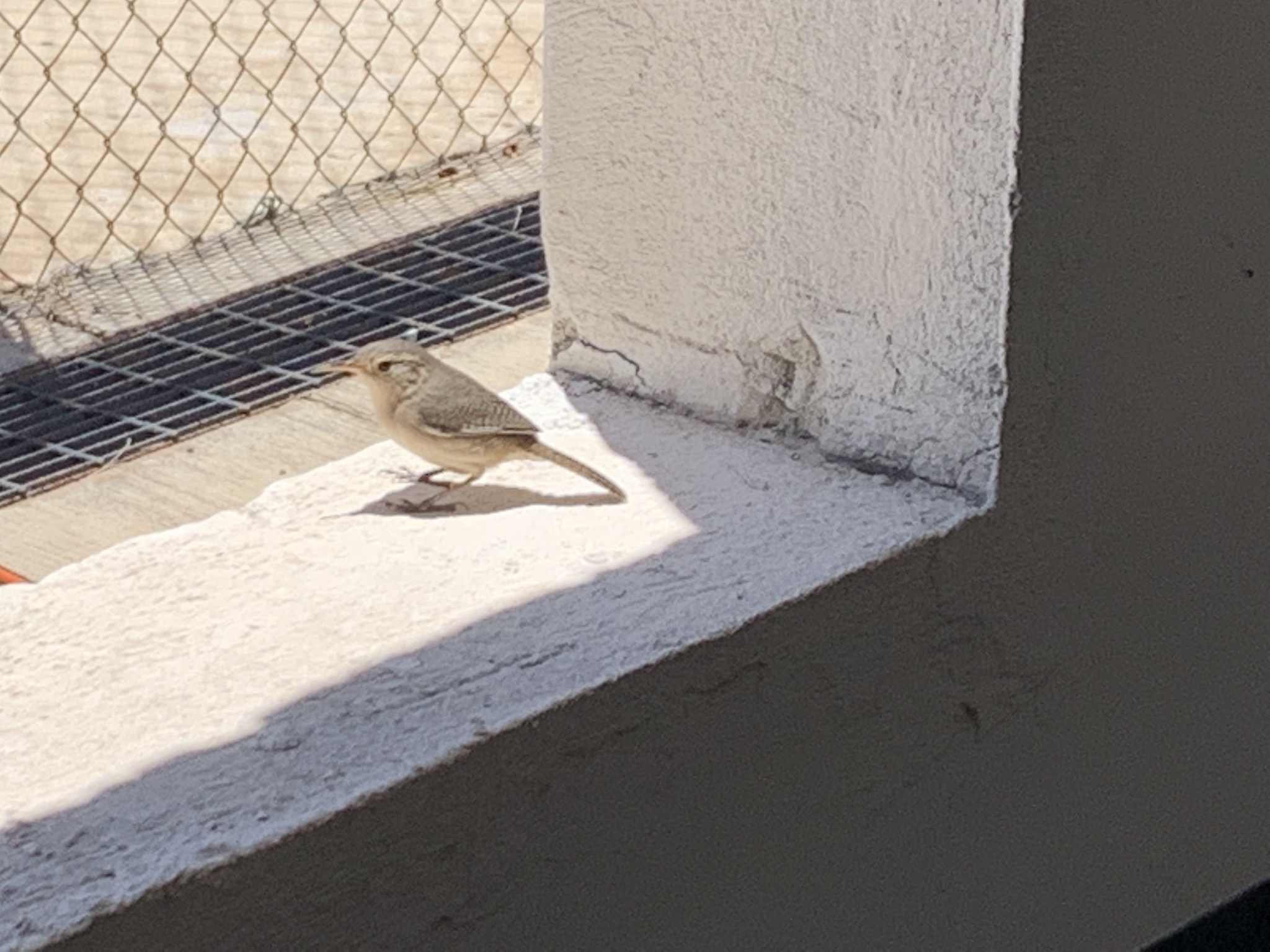 Socorro Wren (Troglodytes sissonii), photo 2