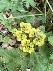 Chrysosplenium alternifolium