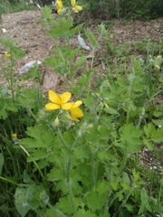 Chelidonium majus