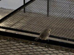 Troglodytes sissonii