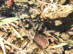 Diapontia uruguayensis