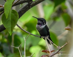 Chaetocercus heliodor