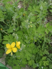 Chelidonium majus