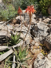 Aloe × delaetii