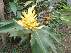 Heliconia longiflora