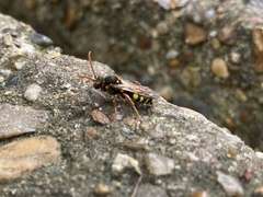 Nomada marshamella