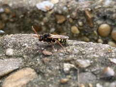 Nomada marshamella