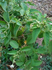 Croton ciliatoglandulifer