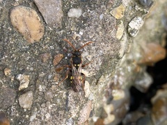 Nomada marshamella
