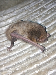 Pipistrellus abramus