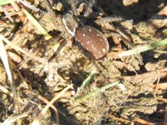 Diapontia uruguayensis